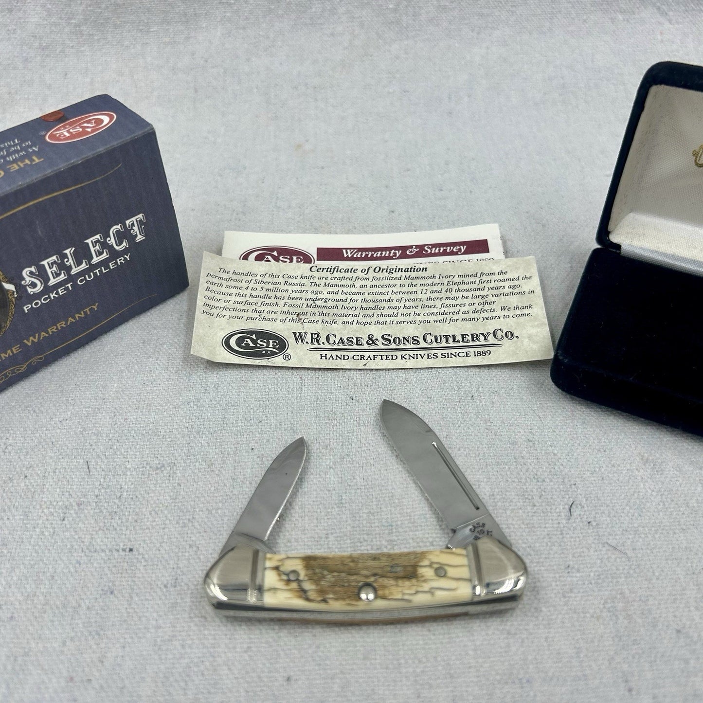 Case XX Baby Butterbean Mammoth Ivory w Velvet Display, Original Box and Cert
